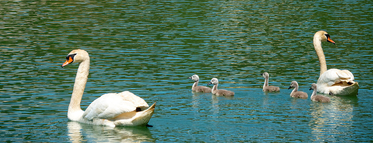 8019_schwaene_nachwuchs2021